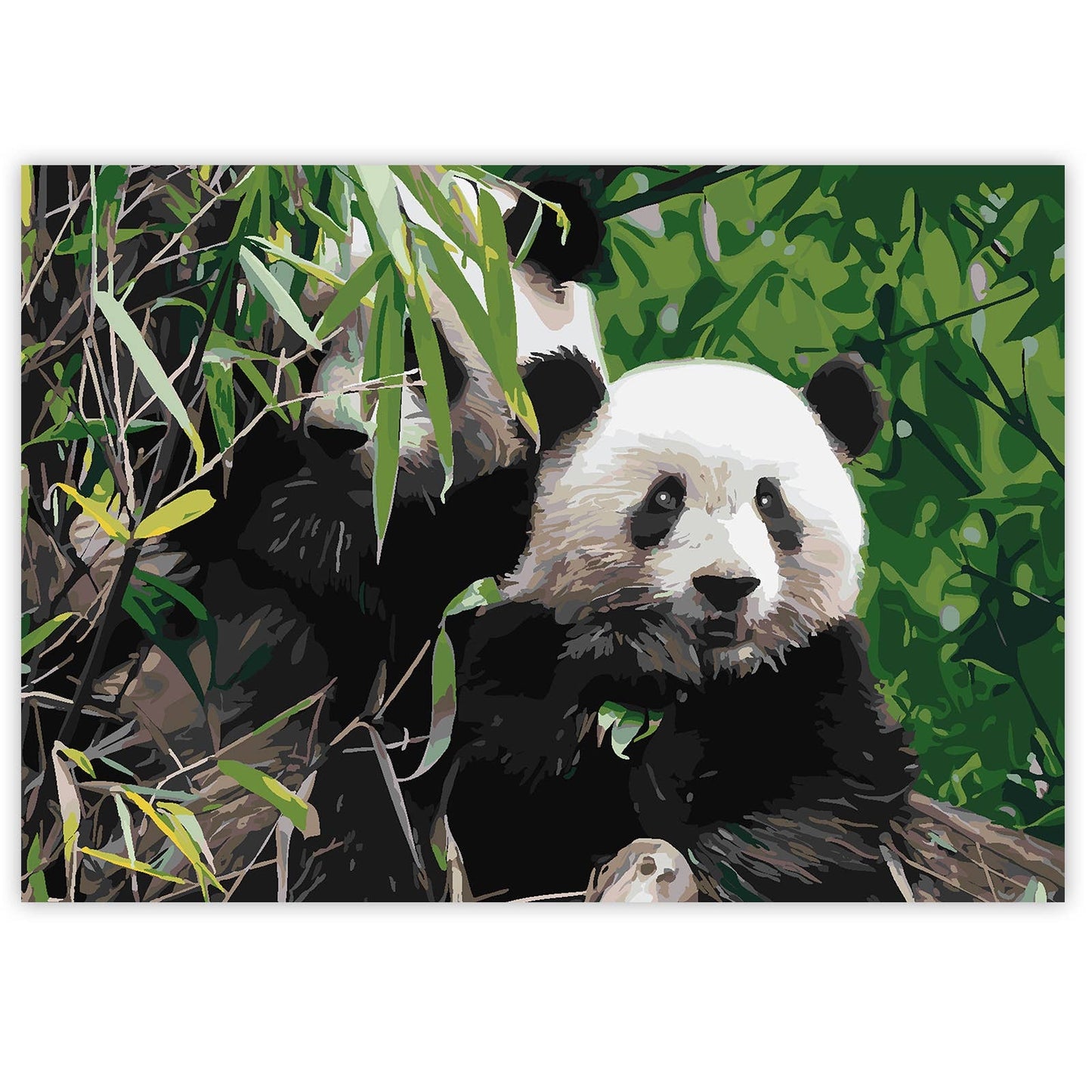 Paint By Numbers on A3 Canvas - Pandas