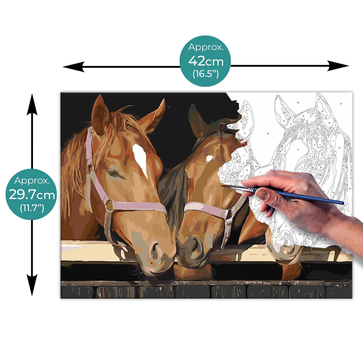 Paint By Numbers on A3 Canvas - Horses