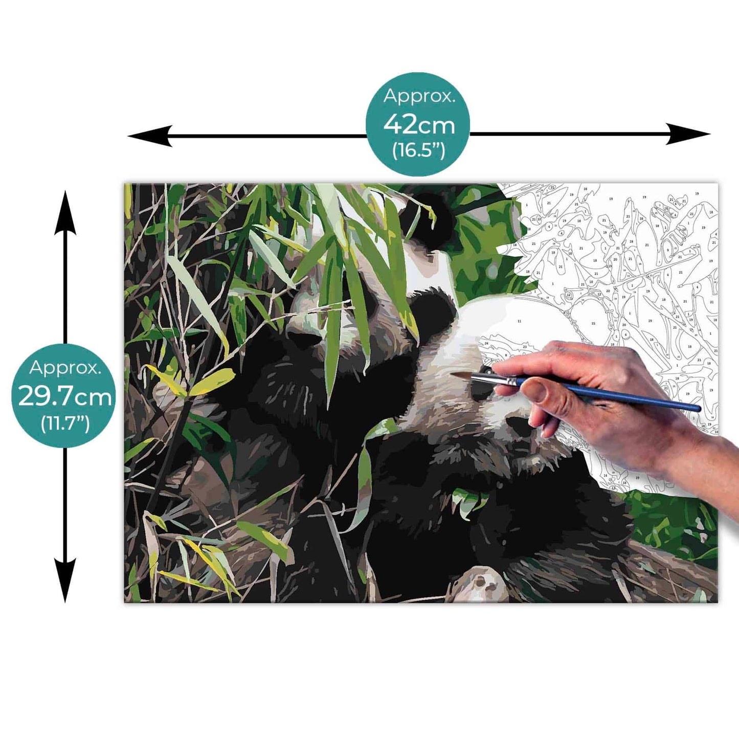 Paint By Numbers on A3 Canvas - Pandas