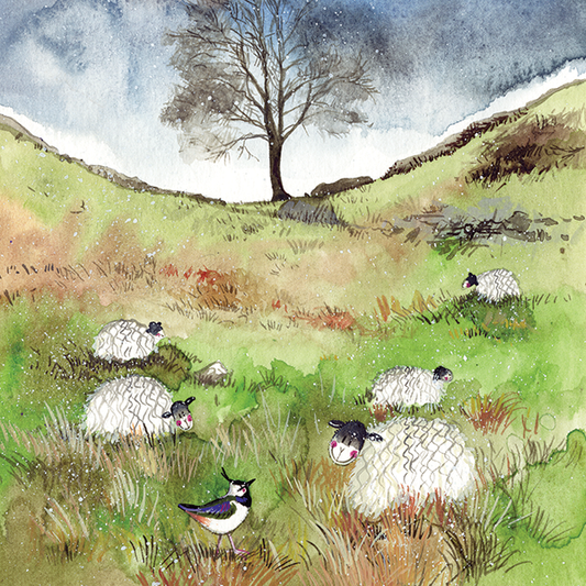 Sheep and Sycamore Card