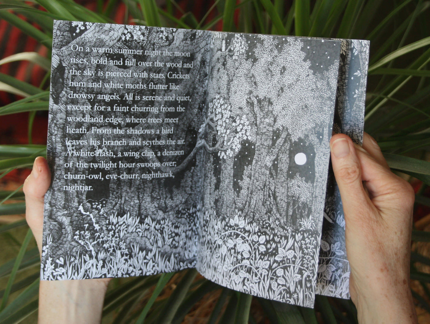 Night Wood - Nature Zine/Booklet