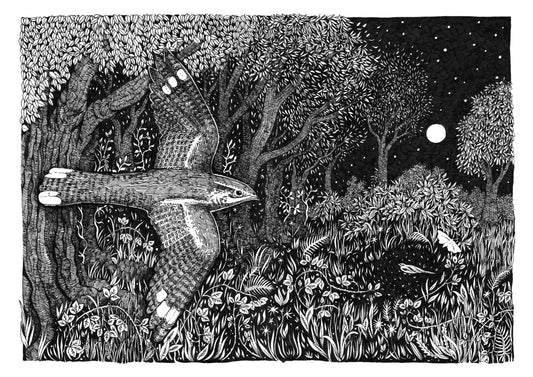 Nightjar A4 Print