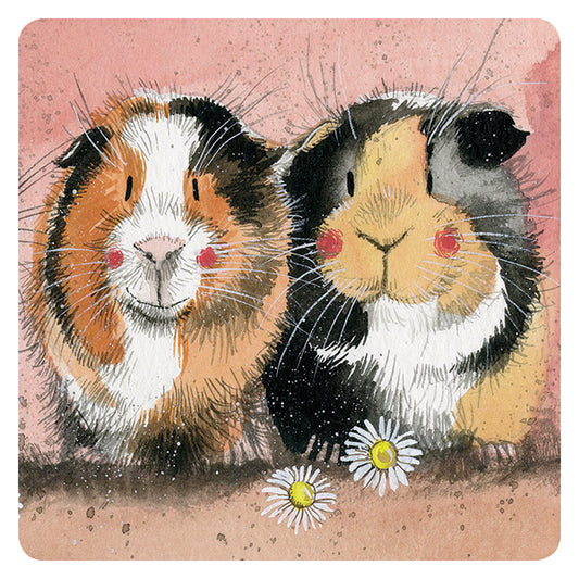 Guinea pigs Coaster