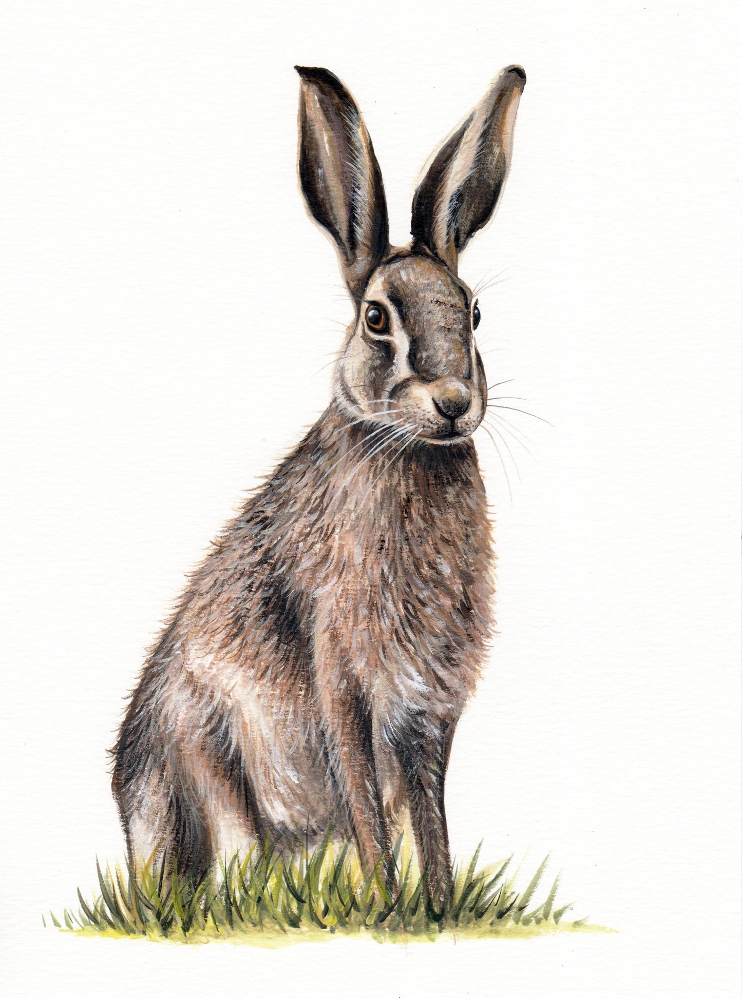 Hare